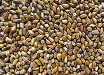 Cassia Tora Seeds - TJ&G global services limited - Nigeria